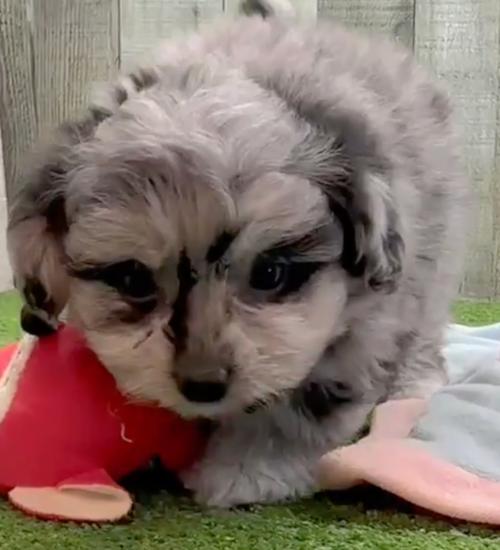 merle pomachon puppy next to a red toy